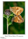 Mating Gatekeepers Pyronia tithonus